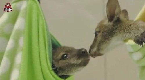 乖乖驯养,宠物行为塑造的艺术