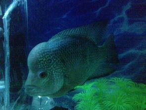 鱼目也想当珍珠,探寻生活中的平凡与非凡