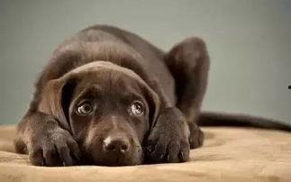 蓄谋已久，乖兮兮奶狗疯缠,乖兮兮奶狗的甜蜜狂热缠绵记