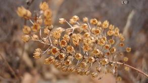 在另一个生命中,另一个生命的奇幻旅程